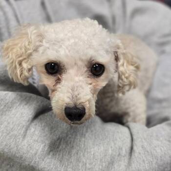 Miniature Poodle Dogs Available for Adoption in Columbia, Missouri - Chanterelle | PetCurious