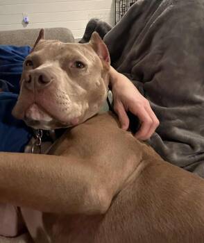 Rescue Pit Bull Terrier Dogs for Adoption in Sanford, North Carolina - Slater Aka Nacho | PetCurious