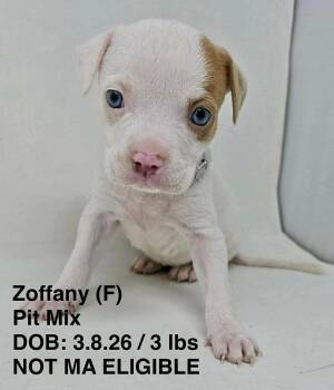 Pit Bull Terrier Dogs Available for Adoption in Pomfret, Connecticut - ZOFFANY | PetCurious