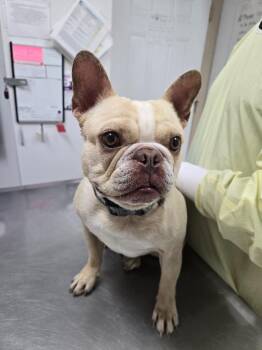 French Bulldog Dogs Available for Adoption in Grants Pass, Oregon - Vinnie | PetCurious