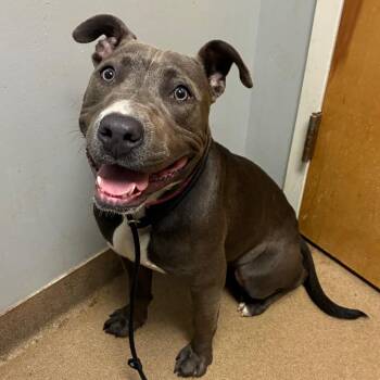 Queenie -  Mixed Breed Dog for Adoption in Chattanooga, Tennessee - Queenie | PetCurious