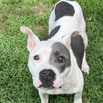 Mercy -  Pit Bull Terrier Dog for Adoption in Blairsville, Georgia - Mercy | PetCurious