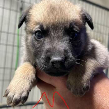 NY Paul Avail Jun 13 (Choice Pet Carmel) -  Labrador Retriever and Shepherd Dog for Adoption in Eastford, Connecticut - NY Paul Avail Jun 13 (Choice Pet Carmel) | PetCurious