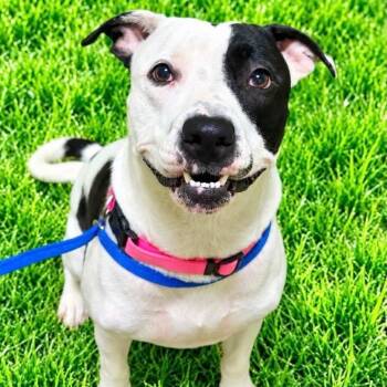 Cookie -  Terrier Dog for Adoption in Battle Creek, Michigan - Cookie | PetCurious