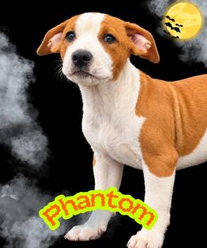 Phantom -  Pit Bull Terrier and Terrier Dog for Adoption in Valley Park, Oklahoma - Phantom | PetCurious