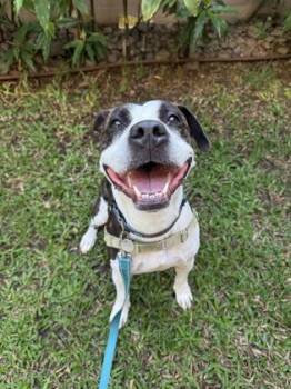 Mixed Breed Dogs Available for Adoption in Honolulu, Hawaii - Zenon | PetCurious