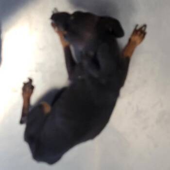 Mixed Breed Dogs Available for Adoption in Las Cruces, New Mexico - 103102 | PetCurious