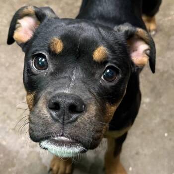 Kinleigh -  Terrier Dog for Adoption in Williston, Vermont - Kinleigh | PetCurious