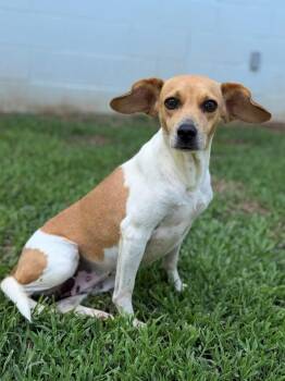 Eden -  Beagle Dog for Adoption - Eden | PetCurious