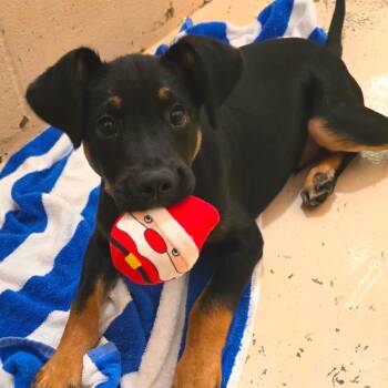 Claus -  Mixed Breed Dog for Adoption in Columbia, Missouri - Claus | PetCurious
