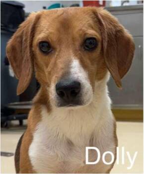 Beagle Dogs Available for Adoption in Hainesville, Illinois - Dolly | PetCurious