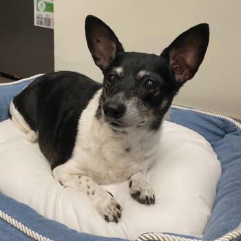 Lily Ann -  Rat Terrier Dog for Adoption in Lynchburg, Virginia - Lily Ann | PetCurious