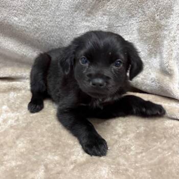 Mixed Breed Dogs Available for Adoption - Tea | PetCurious