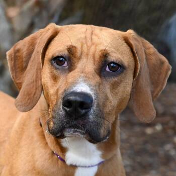 Lottie -  Mixed Breed Dog for Adoption in Sarasota, Florida - Lottie | PetCurious