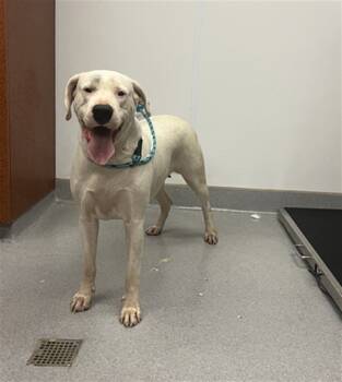 Rescue Dogo Argentino Dogs for Adoption in Rancho Cucamonga, California - UNKNOWN | PetCurious