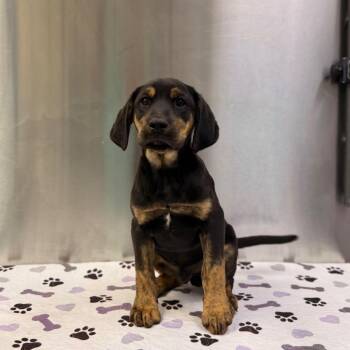 Batman -  Hound and Mixed Breed Dog for Adoption in Riverwoods, Illinois - Batman | PetCurious