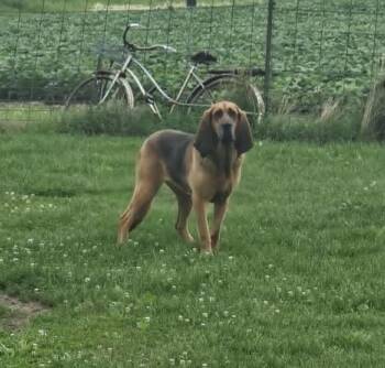 Rescue Bloodhound Dogs for Adoption in Dallas, Texas - Renny | PetCurious