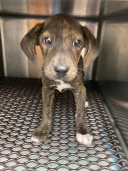 Biscuit -  Beagle and German Shorthaired Pointer Dog for Adoption in Effingham, Illinois - Biscuit | PetCurious