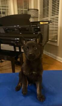 Marvel Bros : Loki -  German Shepherd Dog Dog for Adoption in Aurora, Indiana - Marvel Bros : Loki | PetCurious