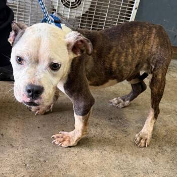 Diego -  Pit Bull Terrier and Mixed Breed Dog for Adoption in Valparaiso, Indiana - Diego | PetCurious