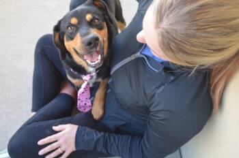 Mixed Breed Dogs Available for Adoption - Pawlentine | PetCurious