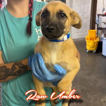 Raw Umber -  Shepherd and Mixed Breed Dog for Adoption in Hillsboro, Ohio - Raw Umber | PetCurious