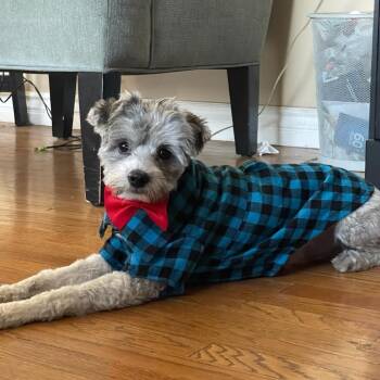Charlie -  Terrier Dog for Adoption in Los Angeles, California - Charlie | PetCurious