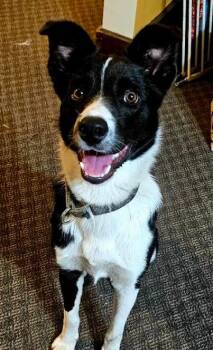 Sir Skedaddleton -  Collie Dog for Adoption in Brooklyn Center, Minnesota - Sir Skedaddleton | PetCurious
