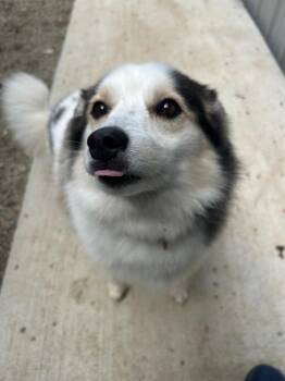 Gabby -  Pomeranian and Husky Dog for Adoption in Huntington, Indiana - Gabby | PetCurious