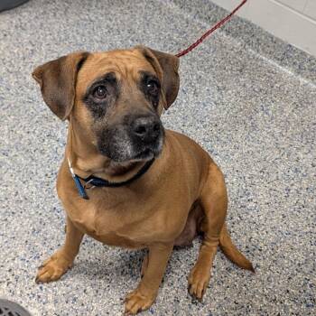 Bohemian -  Boxer and Mixed Breed Dog for Adoption in Greenville, South Carolina - Bohemian | PetCurious