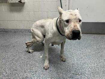 Dogo Argentino Dogs Available for Adoption in Long Beach, California - CANIA | PetCurious