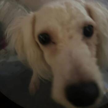 Bichon Frise Dogs Available for Adoption - Alabaster | PetCurious