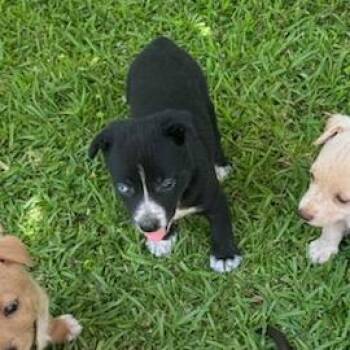 Mac -  Mixed Breed Dog for Adoption in Tupelo, Mississippi - Mac | PetCurious