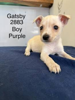 Rescue Chihuahua and Terrier Dogs for Adoption in Los Angeles, California - GATSBY #2883 | PetCurious