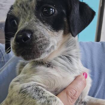Helix -  Pug and Miniature Dachshund Dog for Adoption in Athens, Alabama - Helix | PetCurious