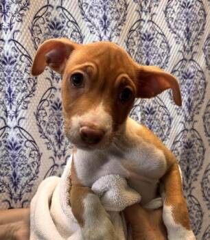 Mystery -  Terrier and Mixed Breed Dog for Adoption in Honolulu, Hawaii - Mystery | PetCurious