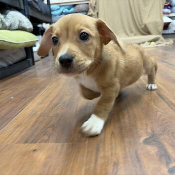 Ella -  Hound Dog for Adoption in Perry, Georgia - Ella | PetCurious