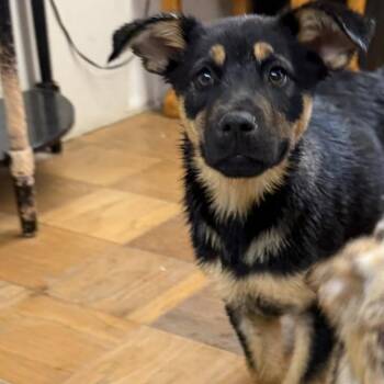 Australian Shepherd Dogs Available for Adoption - NY Wesley Snipes Avail Mar 21 (Tractor Supply Patterson NY) | PetCurious