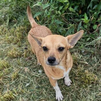 Vana -  Chihuahua Dog for Adoption in Baldwin, Maryland - Vana | PetCurious