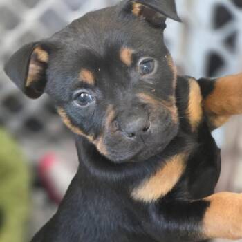Mixed Breed Dogs Available for Adoption - Needful Things | PetCurious