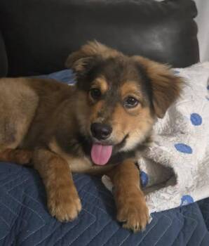 Kali -  Labrador Retriever Dog for Adoption in Clearwater, Florida - Kali | PetCurious