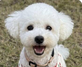 Cotton -  Bichon Frise Dog for Adoption in San Ramon, California - Cotton | PetCurious
