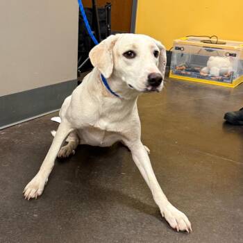 Ember -  Labrador Retriever and Mixed Breed Dog for Adoption in Norman, Oklahoma - Ember | PetCurious