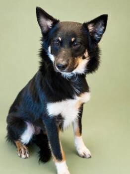 Siberian Husky and Mixed Breed Dogs Available for Adoption in Bowling Green, Kentucky - Bark Walberg | PetCurious