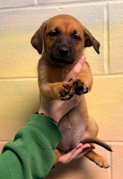 Retriever and Shepherd Dogs Available for Adoption - Blizzard - PENDING ADOPTION | PetCurious