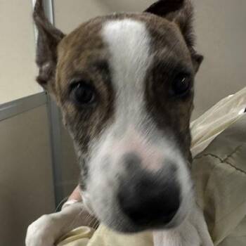DD -  Pit Bull Terrier and Mixed Breed Dog for Adoption in Bellevue, Washington - DD | PetCurious