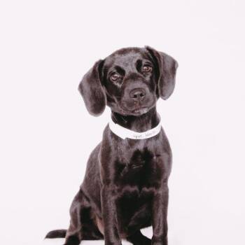 Dachshund and Australian Cattle Dog Blue Heeler Dogs Available for Adoption - Marla D10915 *Arriving 5/1* | PetCurious