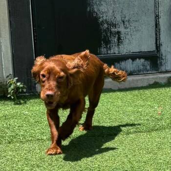 Carla 0352 -  English Cocker Spaniel Dog for Adoption in Loxahatchee Groves, Florida - Carla 0352 | PetCurious