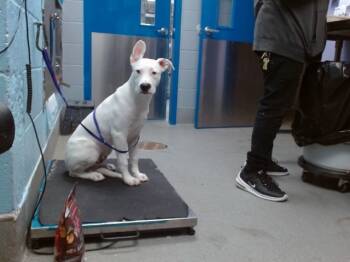 Rescue Pit Bull Terrier and Mixed Breed Dogs for Adoption in Albuquerque, New Mexico - JACK | PetCurious