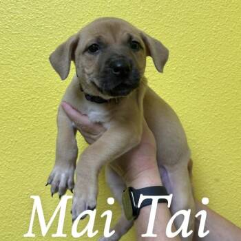 Pit Bull Terrier Dogs Available for Adoption in Woodland, California - Mai Tai | PetCurious